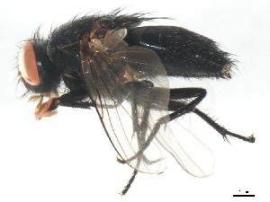  ( - 10JSROW-1795)  @13 [ ] CreativeCommons - Attribution (2011) CBG Photography Group Centre for Biodiversity Genomics