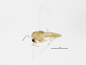 (Tanytarsus cf. dispar - 10JSROW-1075)  @13 [ ] CreativeCommons - Attribution (2011) CBG Photography Group Centre for Biodiversity Genomics