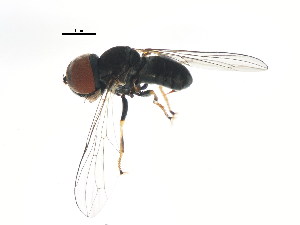  (Clistoabdominalis sp. TX3 - BIOUG00855-E05)  @13 [ ] CreativeCommons - Attribution (2011) CBG Photography Group Centre for Biodiversity Genomics