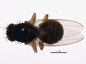 ( - BIOUG00860-G06)  @13 [ ] CreativeCommons - Attribution (2011) CBG Photography Group Centre for Biodiversity Genomics