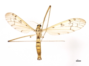  ( - BIOUG00867-D08)  @14 [ ] CreativeCommons - Attribution (2011) CBG Photography Group Centre for Biodiversity Genomics