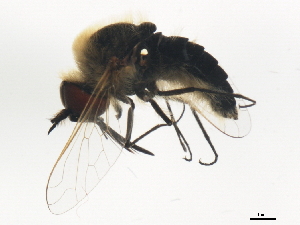 (Sparnopolius - BIOUG00867-G11)  @13 [ ] CreativeCommons - Attribution (2011) CBG Photography Group Centre for Biodiversity Genomics