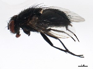 ( - BIOUG00904-G11)  @13 [ ] CreativeCommons - Attribution (2011) CBG Photography Group Centre for Biodiversity Genomics