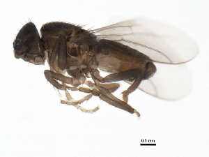 (Trachyopella pectamera - BIOUG00915-D04)  @13 [ ] CreativeCommons - Attribution (2011) CBG Photography Group Centre for Biodiversity Genomics