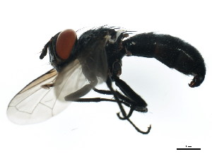  ( - BIOUG01336-B11)  @12 [ ] CreativeCommons - Attribution (2011) CBG Photography Group Centre for Biodiversity Genomics