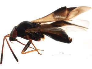 (Pilophorus uhleri - BIOUG01107-A04)  @15 [ ] CreativeCommons - Attribution (2011) CBG Photography Group Centre for Biodiversity Genomics