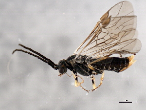  (Euura extensicornis - BIOUG01028-D09)  @14 [ ] CreativeCommons - Attribution (2011) CBG Photography Group Centre for Biodiversity Genomics