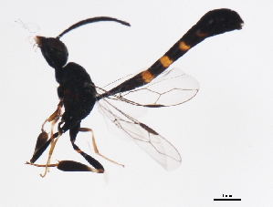  ( - BIOUG01028-H07)  @12 [ ] CreativeCommons - Attribution (2011) CBG Photography Group Centre for Biodiversity Genomics