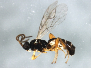  ( - BIOUG01029-E01)  @13 [ ] CreativeCommons - Attribution (2011) CBG Photography Group Centre for Biodiversity Genomics