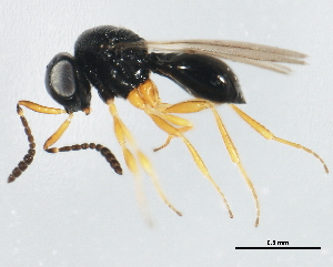  ( - BIOUG01029-H10)  @13 [ ] CreativeCommons - Attribution (2011) CBG Photography Group Centre for Biodiversity Genomics