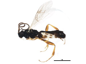  ( - BIOUG01031-C04)  @13 [ ] CreativeCommons - Attribution (2011) CBG Photography Group Centre for Biodiversity Genomics