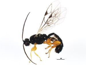  (Ichneumonidae - BIOUG01032-D12)  @16 [ ] CC-0 (2011) CBG Photography Group Centre for Biodiversity Genomics