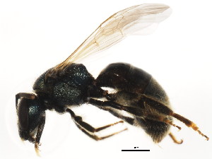  ( - BIOUG01048-G07)  @13 [ ] CreativeCommons - Attribution (2011) CBG Photography Group Centre for Biodiversity Genomics