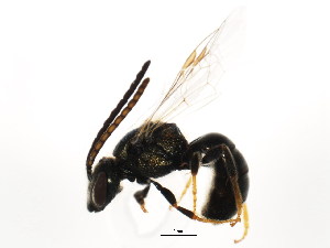  ( - BIOUG01093-H03)  @13 [ ] CreativeCommons - Attribution (2011) CBG Photography Group Centre for Biodiversity Genomics