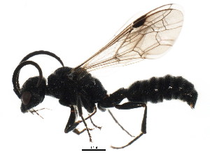  (Myrmosinae - BIOUG01149-D07)  @14 [ ] CreativeCommons - Attribution (2011) CBG Photography Group Centre for Biodiversity Genomics