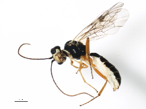  ( - BIOUG01247-B09)  @12 [ ] CreativeCommons - Attribution (2011) CBG Photography Group Centre for Biodiversity Genomics