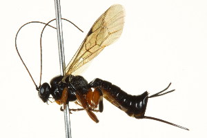  ( - BIOUG01282-F04)  @14 [ ] CreativeCommons - Attribution (2012) CBG Photography Group Centre for Biodiversity Genomics