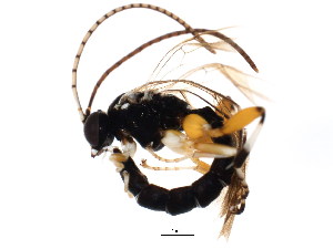  (Apechthis annulicornis - BIOUG01281-B06)  @14 [ ] CreativeCommons - Attribution (2011) CBG Photography Group Centre for Biodiversity Genomics