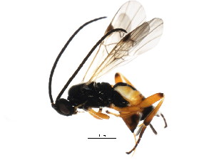  ( - BIOUG01283-D03)  @13 [ ] CreativeCommons - Attribution (2011) CBG Photography Group Centre for Biodiversity Genomics