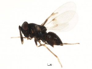  ( - BIOUG01284-C09)  @12 [ ] CreativeCommons - Attribution (2011) CBG Photography Group Centre for Biodiversity Genomics