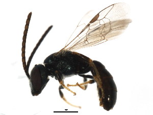  ( - BIOUG01285-B10)  @13 [ ] CreativeCommons - Attribution (2011) CBG Photography Group Centre for Biodiversity Genomics