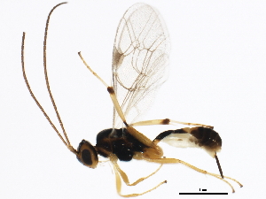  (Mesochorus americanus - BIOUG01330-E03)  @13 [ ] CreativeCommons - Attribution (2012) CBG Photography Group Centre for Biodiversity Genomics