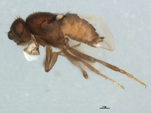  ( - BIOUG01586-F01)  @13 [ ] CreativeCommons - Attribution (2012) CBG Photography Group Centre for Biodiversity Genomics