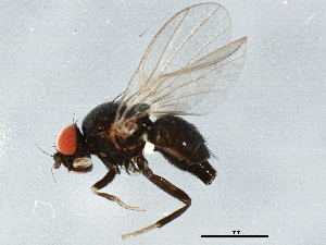  ( - BIOUG01646-H06)  @13 [ ] CreativeCommons - Attribution (2012) CBG Photography Group Centre for Biodiversity Genomics