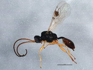  ( - BIOUG01638-H10)  @14 [ ] CreativeCommons - Attribution (2013) CBG Photography Group Centre for Biodiversity Genomics