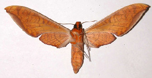  ( - 02-SRNP-19409)  @14 [ ] CreativeCommons - Attribution Non-Commercial Share-Alike (2003) Daniel H. Janzen Guanacaste Dry Forest Conservation Fund