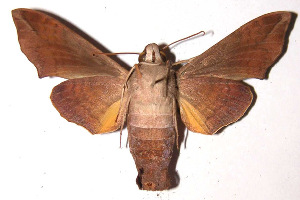  ( - 91-SRNP-1709)  @14 [ ] CreativeCommons - Attribution Non-Commercial Share-Alike (2003) Daniel H. Janzen Guanacaste Dry Forest Conservation Fund