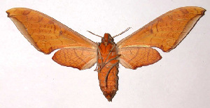  ( - 97-SRNP-1593)  @14 [ ] CreativeCommons - Attribution Non-Commercial Share-Alike (2003) Daniel H. Janzen Guanacaste Dry Forest Conservation Fund