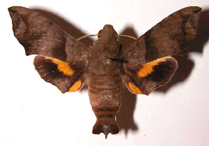  ( - 98-SRNP-9122)  @14 [ ] CreativeCommons - Attribution Non-Commercial Share-Alike (2003) Daniel H. Janzen Guanacaste Dry Forest Conservation Fund