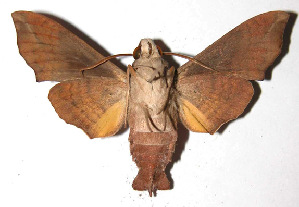  ( - 98-SRNP-9122)  @14 [ ] CreativeCommons - Attribution Non-Commercial Share-Alike (2003) Daniel H. Janzen Guanacaste Dry Forest Conservation Fund