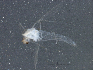  ( - BIOUG01623-B10)  @12 [ ] CreativeCommons - Attribution (2015) CBG Photography Group Centre for Biodiversity Genomics