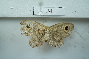  ( - UMKL-JSSW-J4)  @12 [ ] Unspecified (default): All Rights Reserved  Unspecified Unspecified