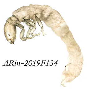  ( - ARin-2019F134)  @11 [ ] CreativeCommons - Attribution Non-Commercial (2019) Aki Rinne University of Oulu