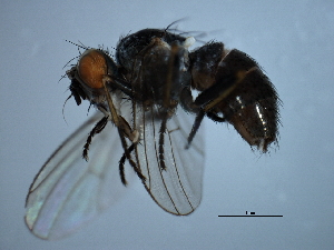  ( - YUKIN-0244)  @12 [ ] CreativeCommons - Attribution (2010) CBG Photography Group Centre for Biodiversity Genomics