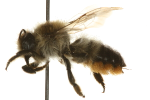  (Megachile giliae - JSYKB-014)  @14 [ ] CreativeCommons - Attribution (2010) CBG Photography Group Centre for Biodiversity Genomics