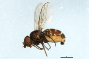  ( - YUKIN-0080)  @12 [ ] CreativeCommons - Attribution (2010) CBG Photography Group Centre for Biodiversity Genomics