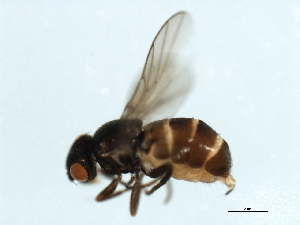  ( - YUKIN-0081)  @12 [ ] CreativeCommons - Attribution (2010) CBG Photography Group Centre for Biodiversity Genomics