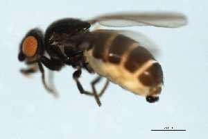  ( - YUKIN-0082)  @12 [ ] CreativeCommons - Attribution (2010) CBG Photography Group Centre for Biodiversity Genomics