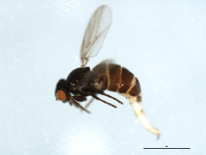  ( - YUKIN-0083)  @12 [ ] CreativeCommons - Attribution (2010) CBG Photography Group Centre for Biodiversity Genomics