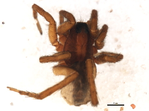  ( - YUKIN-0344)  @13 [ ] CreativeCommons - Attribution (2010) CBG Photography Group Centre for Biodiversity Genomics