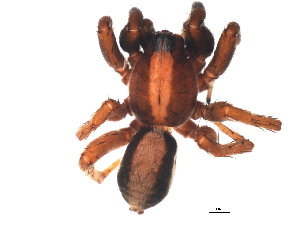  ( - YUKIN-0172)  @13 [ ] CreativeCommons - Attribution (2010) CBG Photography Group Centre for Biodiversity Genomics