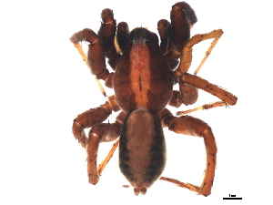  ( - YUKIN-0173)  @13 [ ] CreativeCommons - Attribution (2010) CBG Photography Group Centre for Biodiversity Genomics