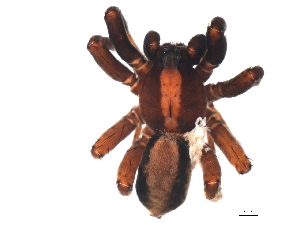  ( - YUKIN-0174)  @13 [ ] CreativeCommons - Attribution (2010) CBG Photography Group Centre for Biodiversity Genomics