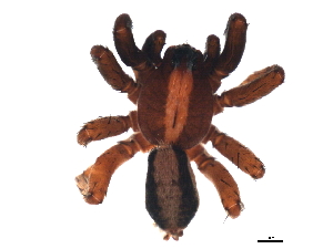  ( - YUKIN-0175)  @13 [ ] CreativeCommons - Attribution (2010) CBG Photography Group Centre for Biodiversity Genomics