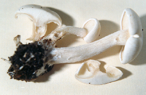  (Clitocybe subconnexa - TRTC52310)  @11 [ ] CreativeCommons - Attribution Non-Commercial Share-Alike (2010) Mycology Division, Royal Ontario Museum Royal Ontario Museum