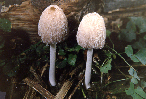  (Coprinellus truncorum - TRTC52549)  @11 [ ] CreativeCommons - Attribution Non-Commercial Share-Alike (2010) Mycology Division, Royal Ontario Museum Royal Ontario Museum